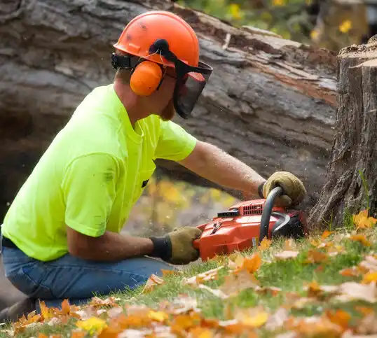 tree services Queen Anne